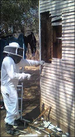 removing bees from within a wall
